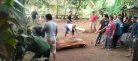 Masjid Al-Huda Padukuhan Jamburejo Sembelih 2 Ekor Sapi dan 17 Ekor Kambing